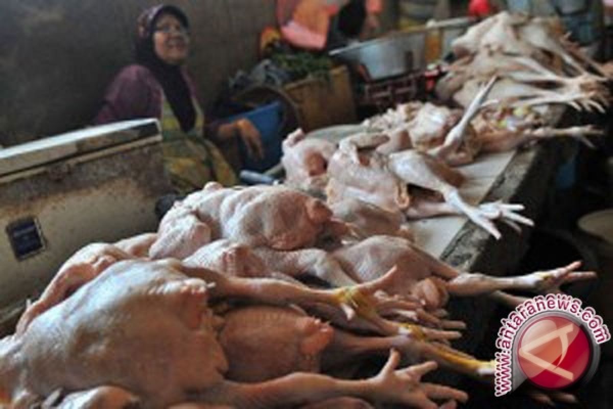 Harga Daging Ayam di Babel Naik