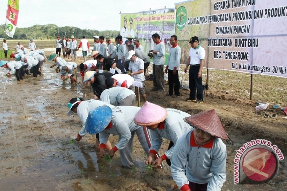  Kaltim Tanam Padi Serentak  untuk Kurangi Gangguan Hama dan Penyakit