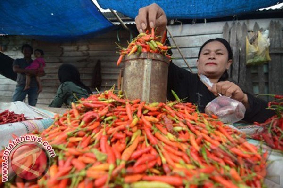 Petani Dirugikan Anjloknya Harga Cabai