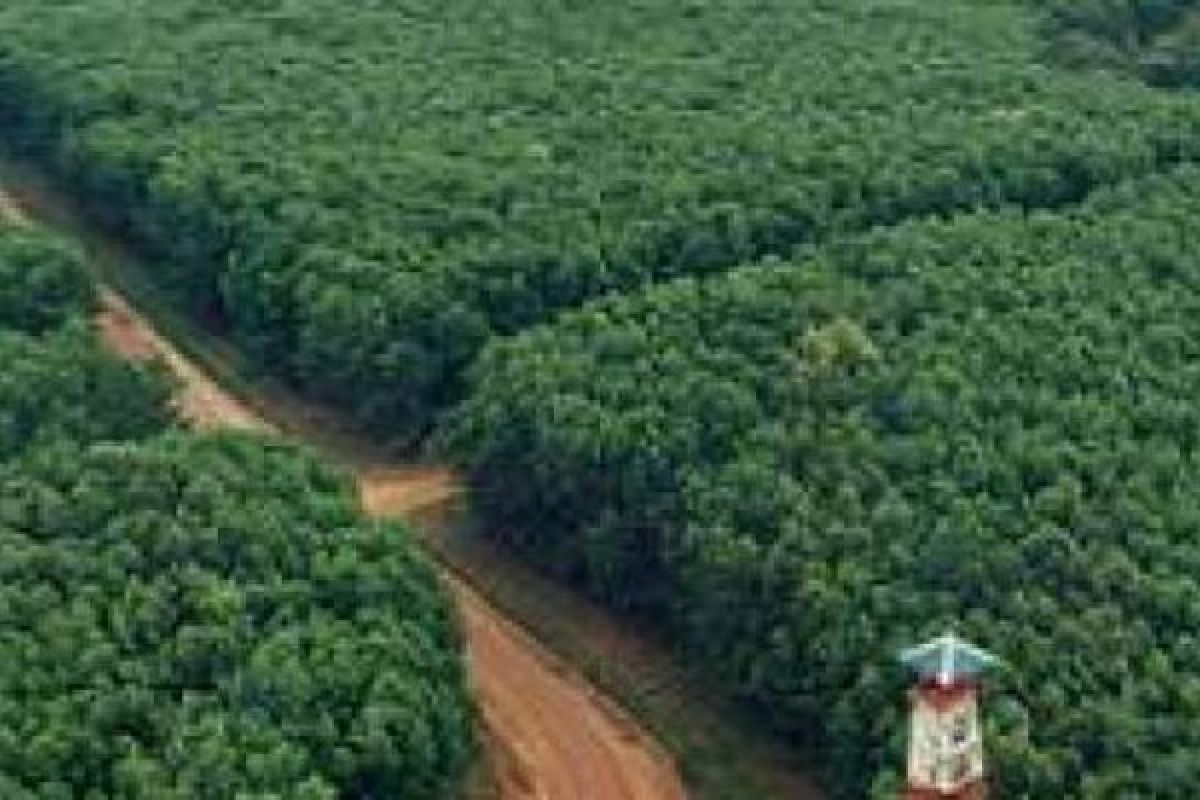 Kabupaten Kepulauan Meranti Tertutup Untuk Tanaman Akasia