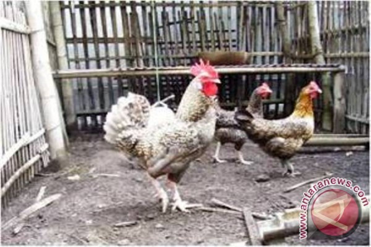 Pemprov NTB dorong peternakan ayam rumah tangga