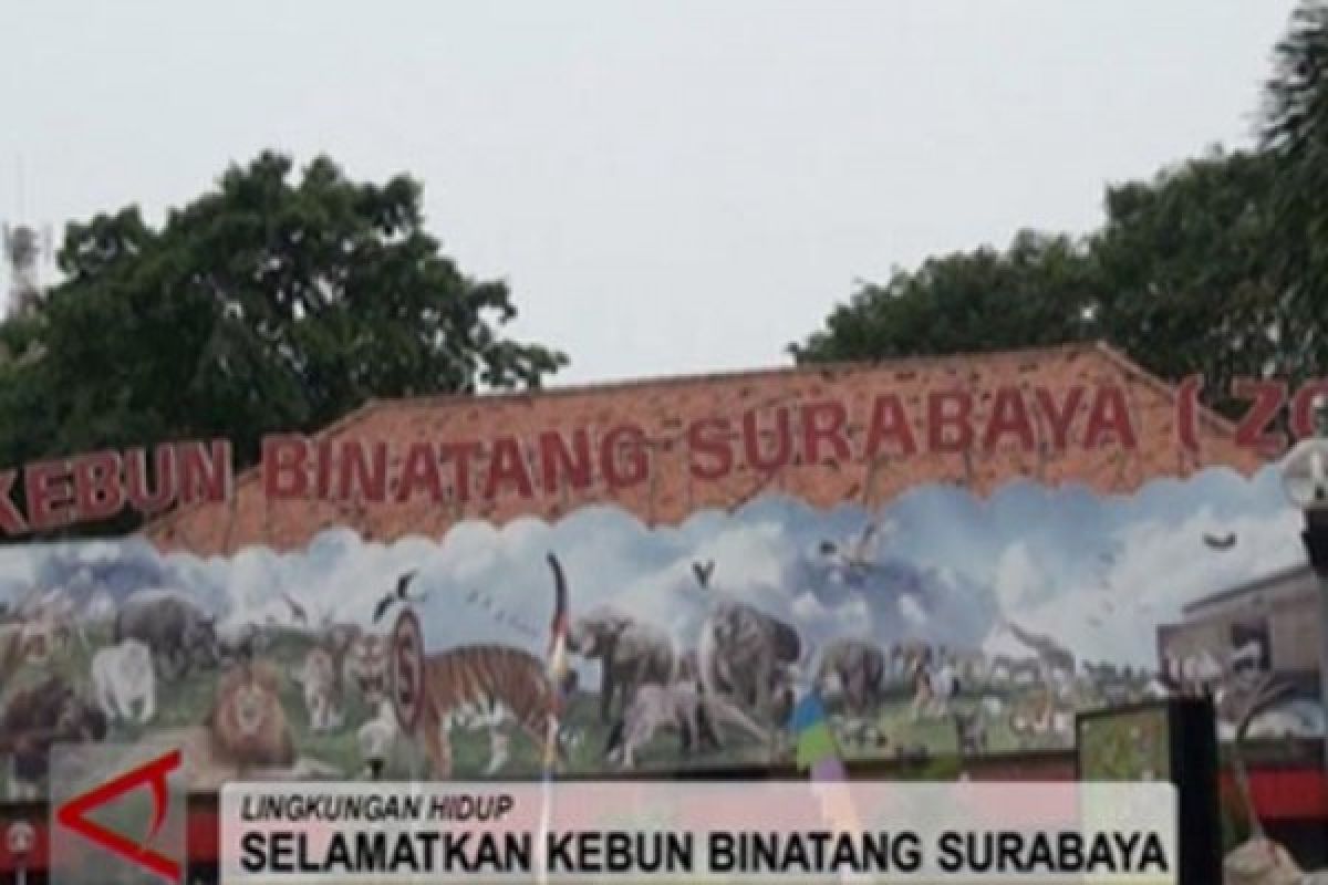 Satwa Kebun Binatang Surabaya terancam punah, ini penyebabnya