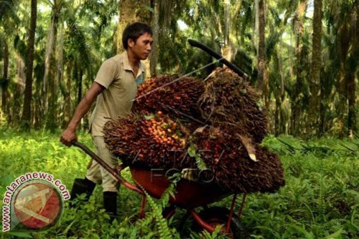 Kemitraan Kebun Sawit Rakyat Fokus Produktivitas dan Sustainabilitas