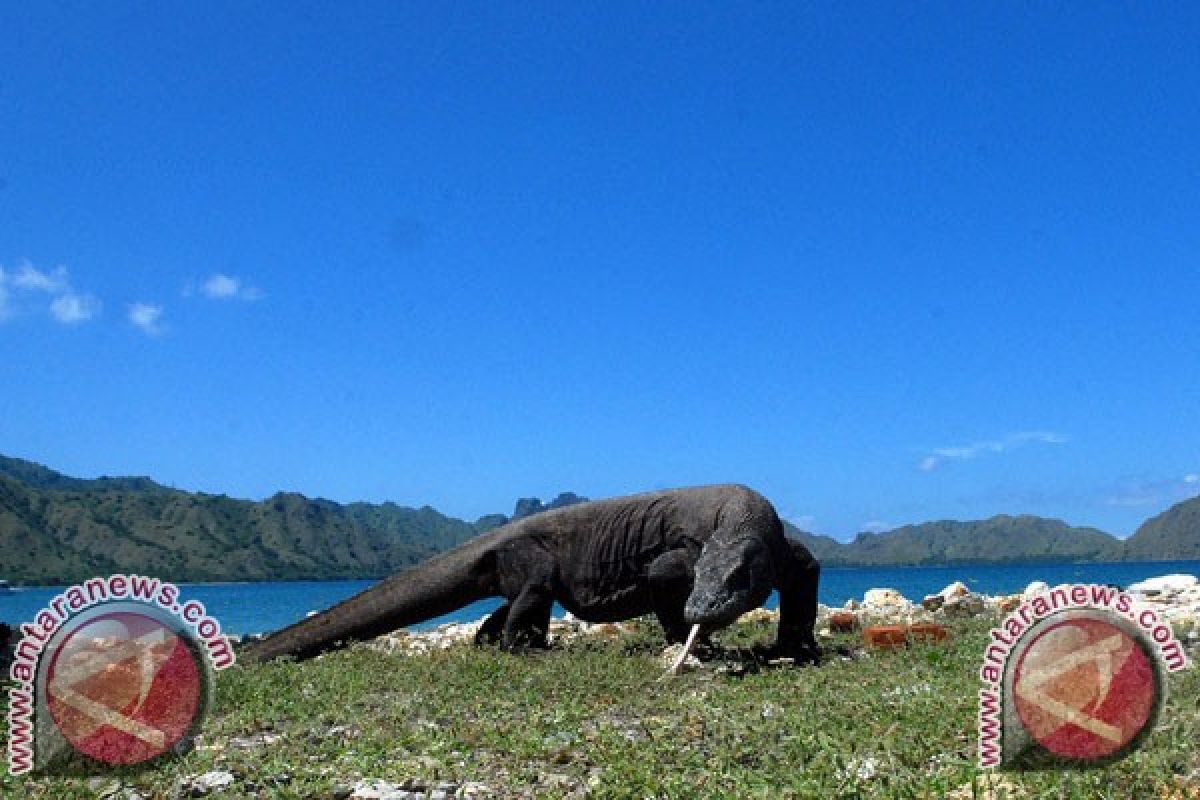 Menteri LHK dukung penutupan Pulau Komodo