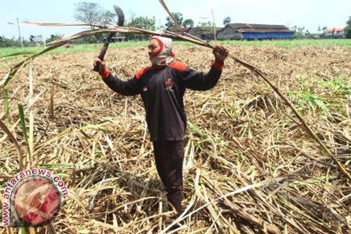 PT PTPN XI garap tebu di Buleleng