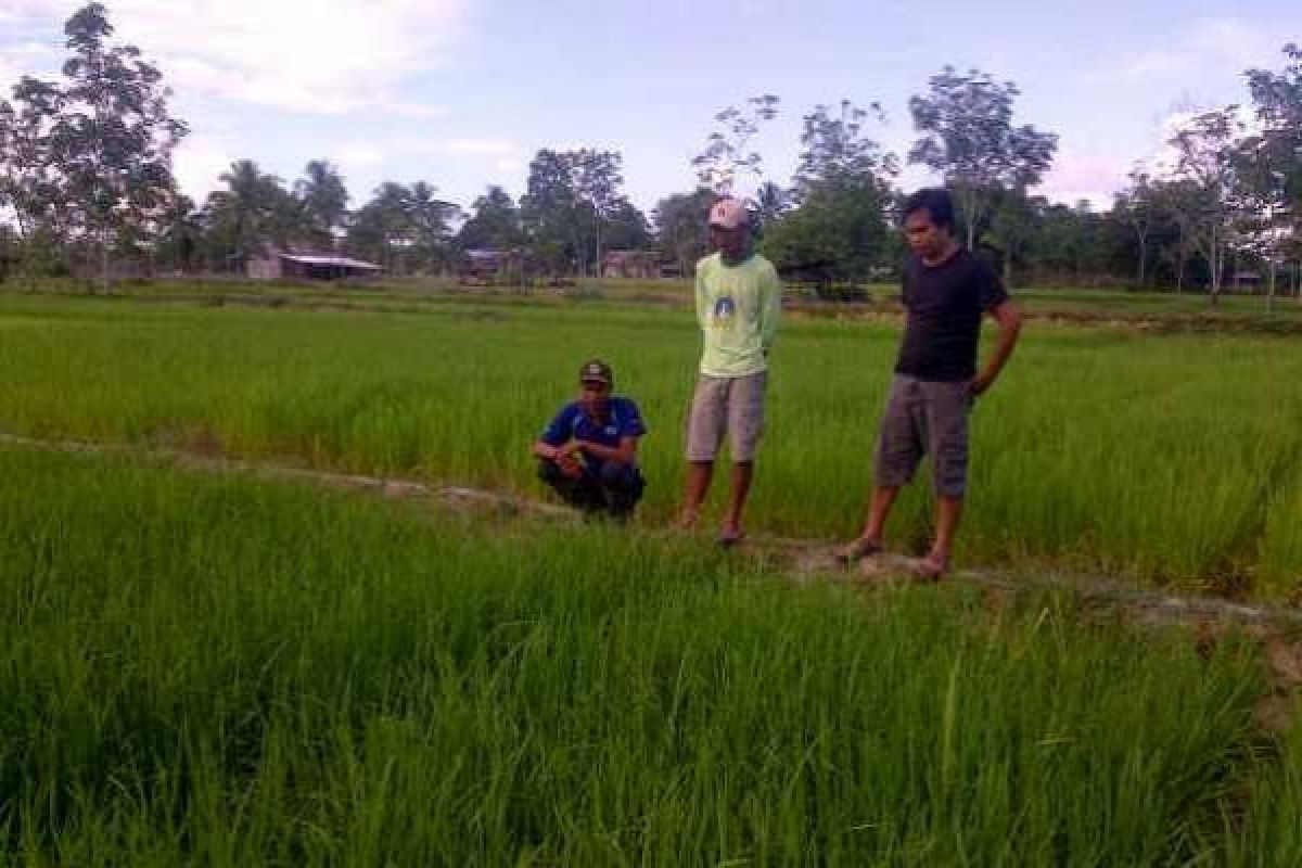 Nanga Taman Butuh Stimulan Pertanian