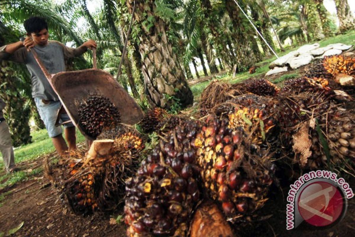 Potensi pengolahan limbah sawit Riau 1.000 MW