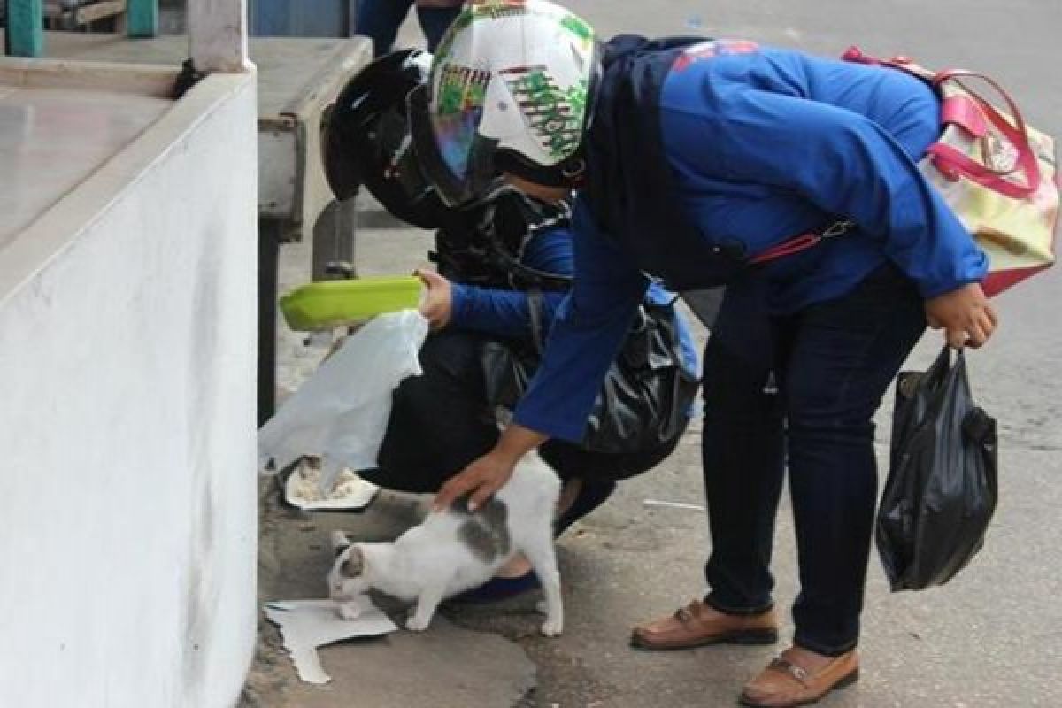 Komunitas Penyayang Kucing ke Jalan Beri Makan Kucing Telantar