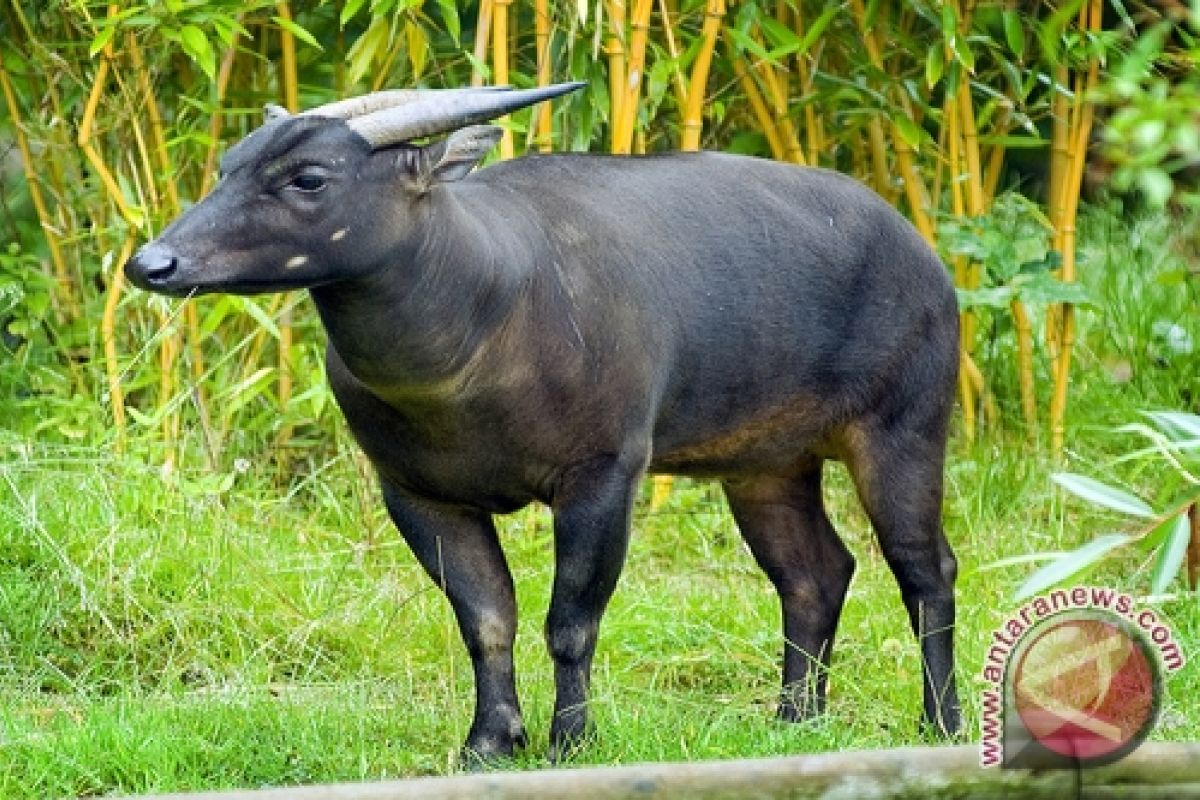 Anoa terus diburu masyarakat di pegunungan Sulbar