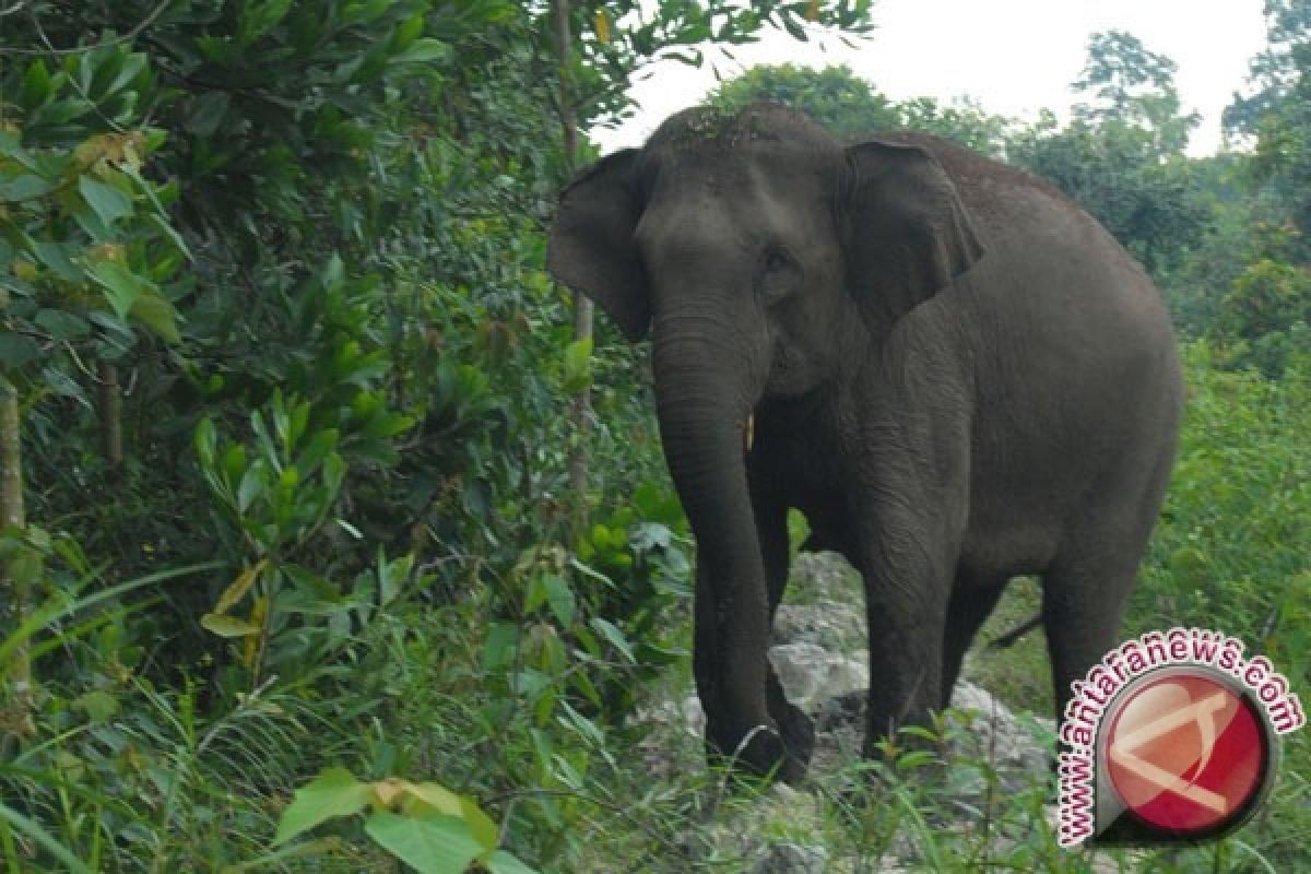 Gajah sumatera terancam punah 