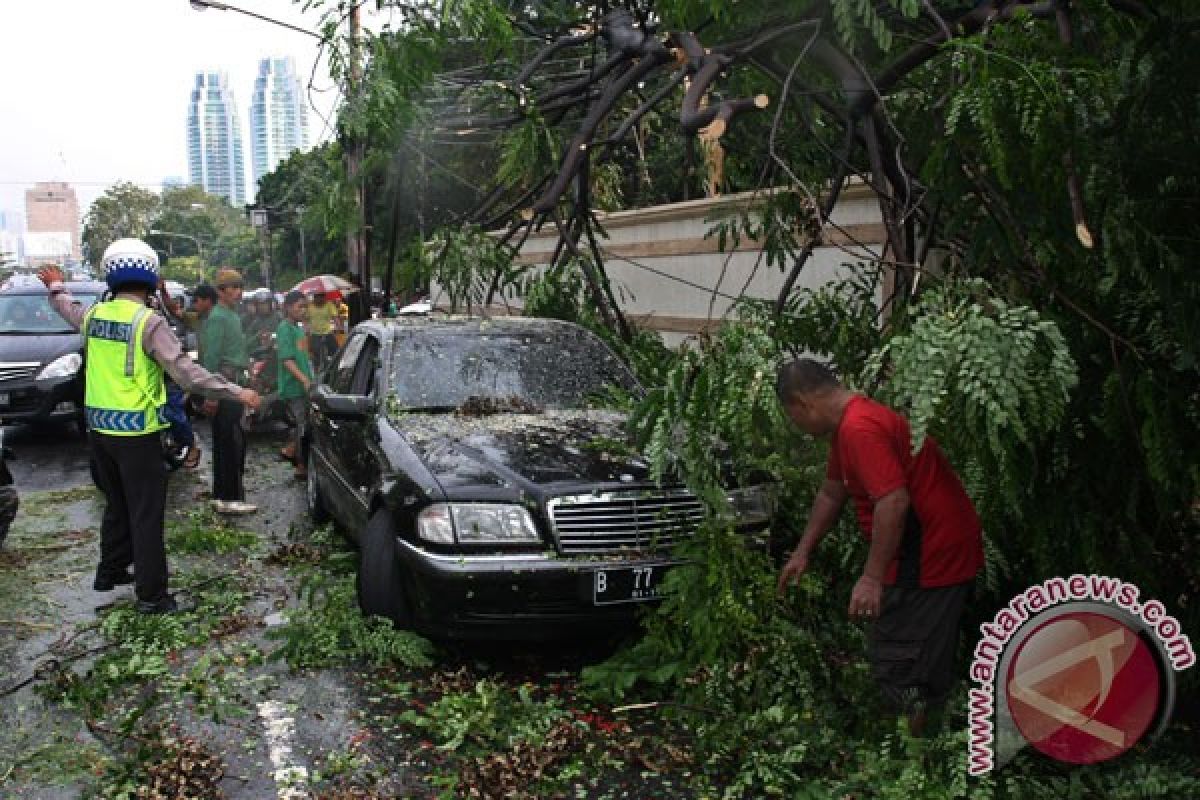 Pengendara mobil tewas tertimpa pohon di Medan