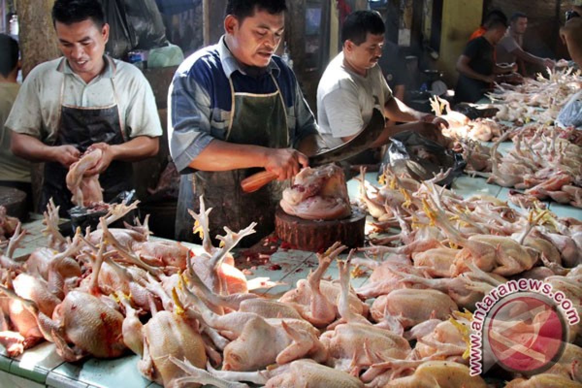 Ayam potong bisa tidak laku karena harganya mahal