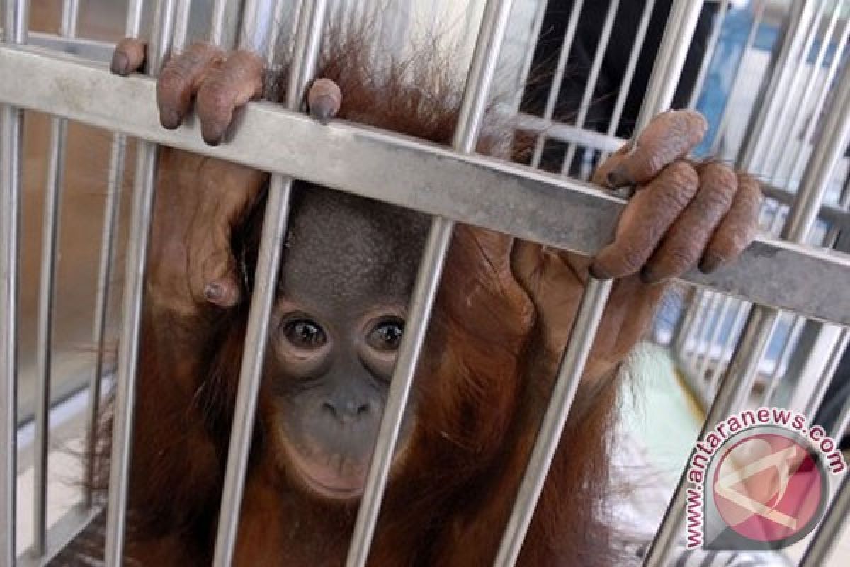 Orangutan dievakuasi dari rumah warga