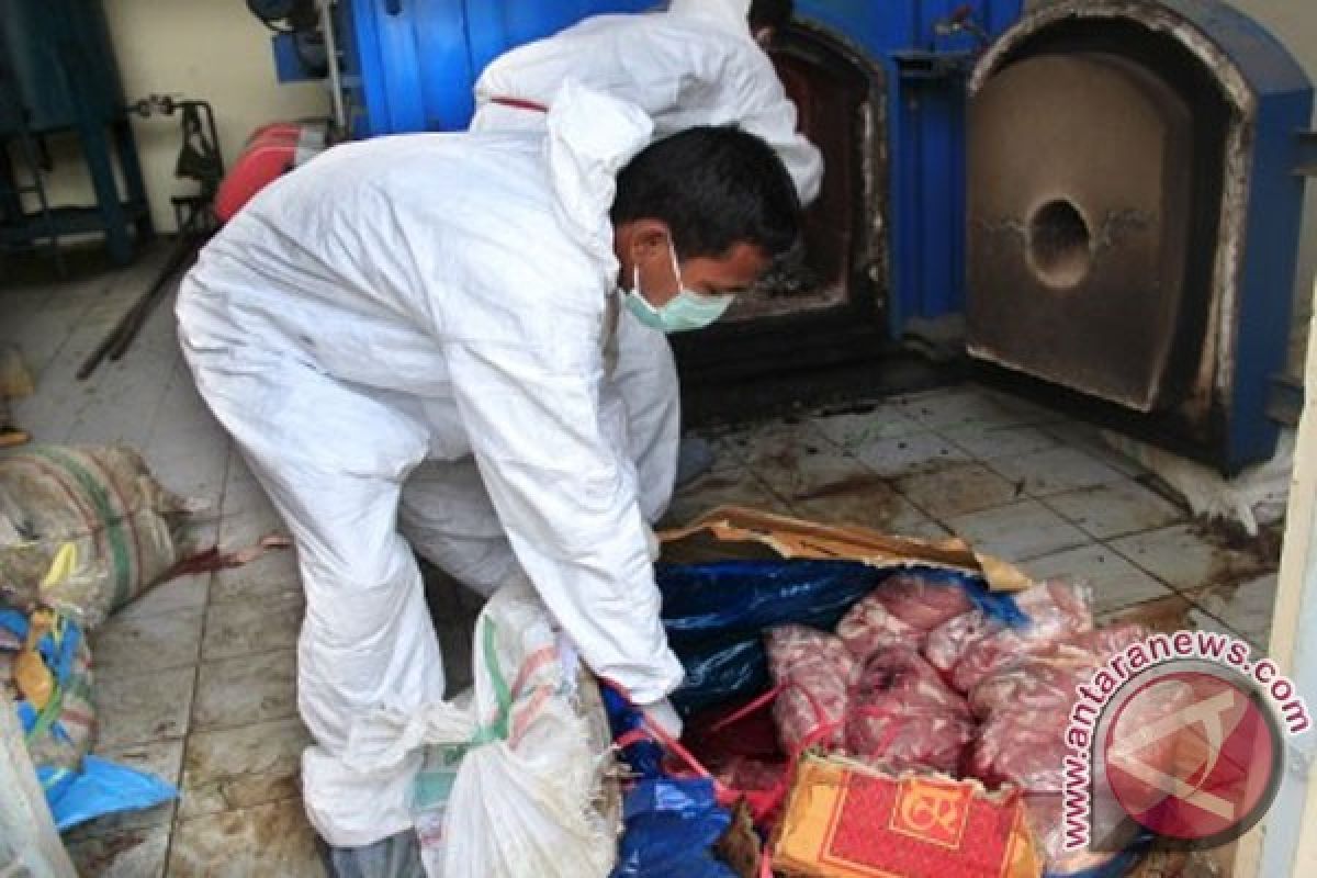 Kementan musnahkan 1.463 kilogram daging celeng