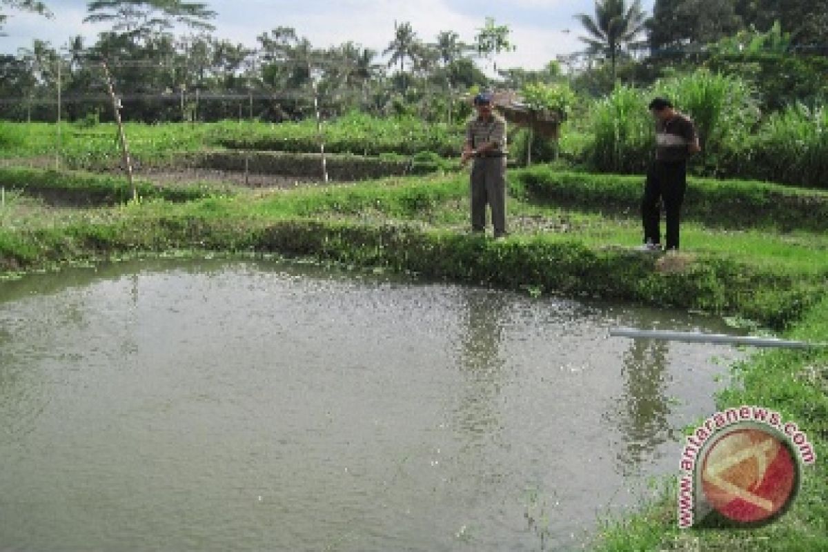 Produksi Benih Ikan Bangka Tengah 10.263 Ekor
