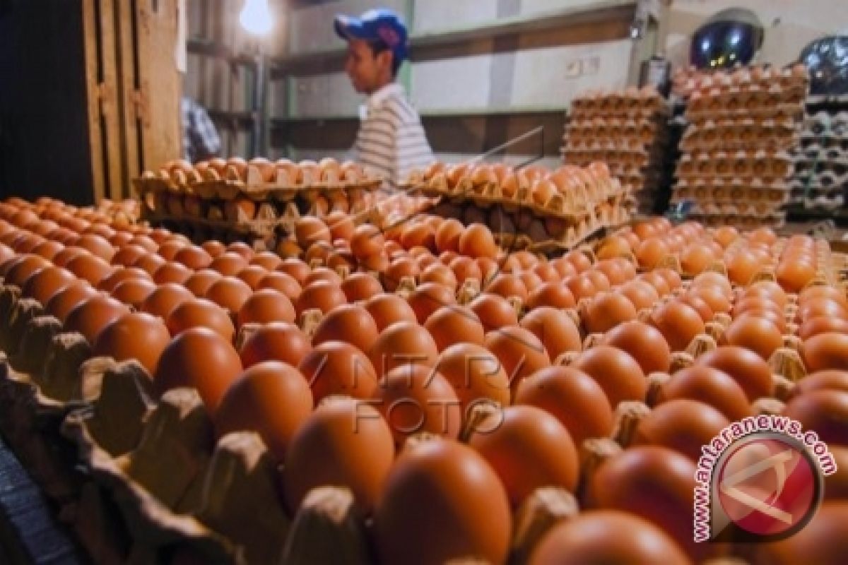 Harga Telur Ayam di Ambon Bervariasi