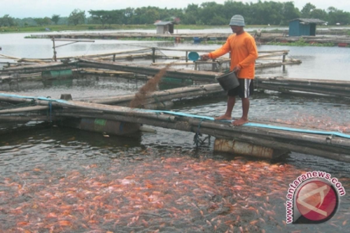 Produksi Ikan Budi Daya Bangka Tengah 704 Ton