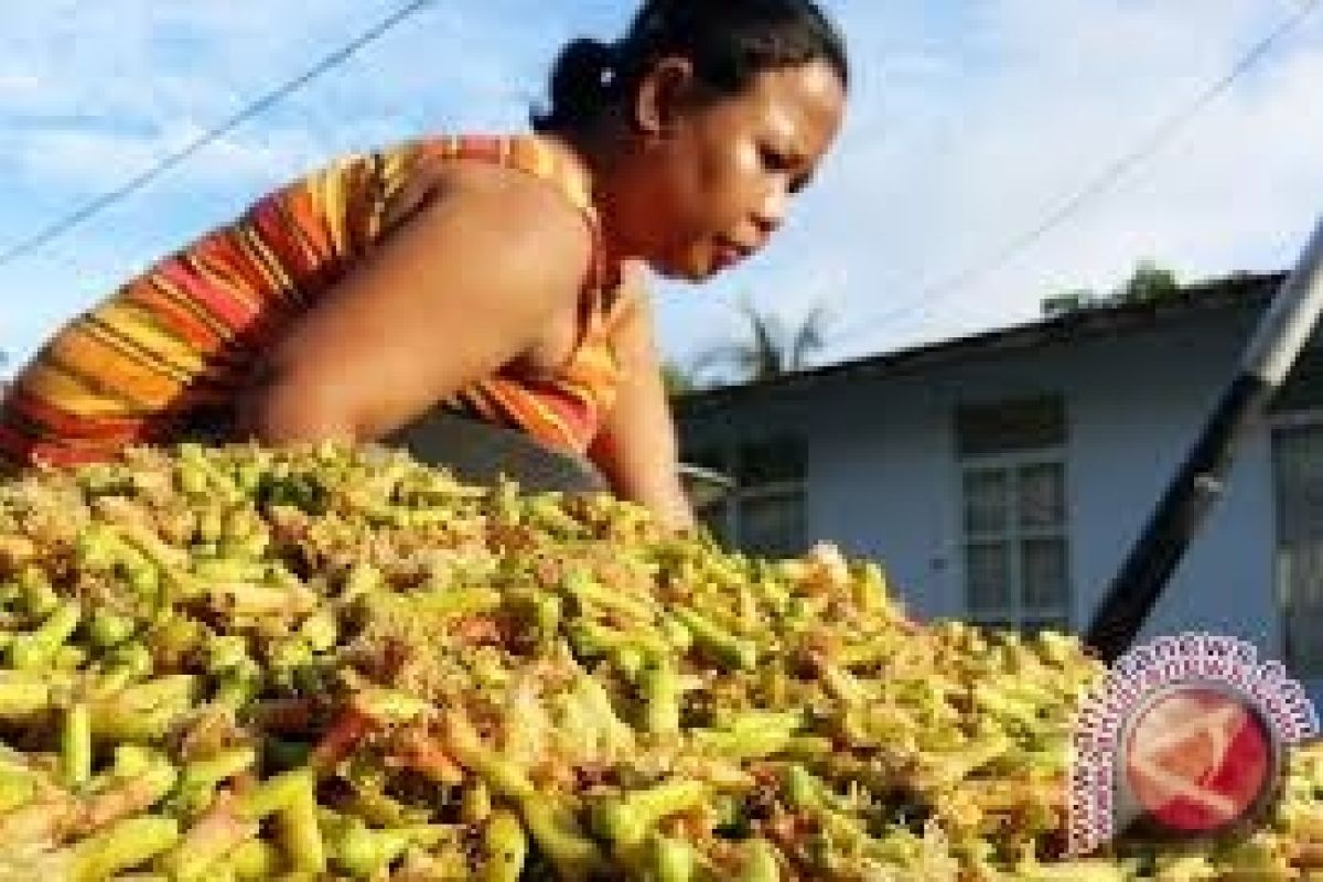 Petani Keluhkan Harga Cengkih Terus Turun 