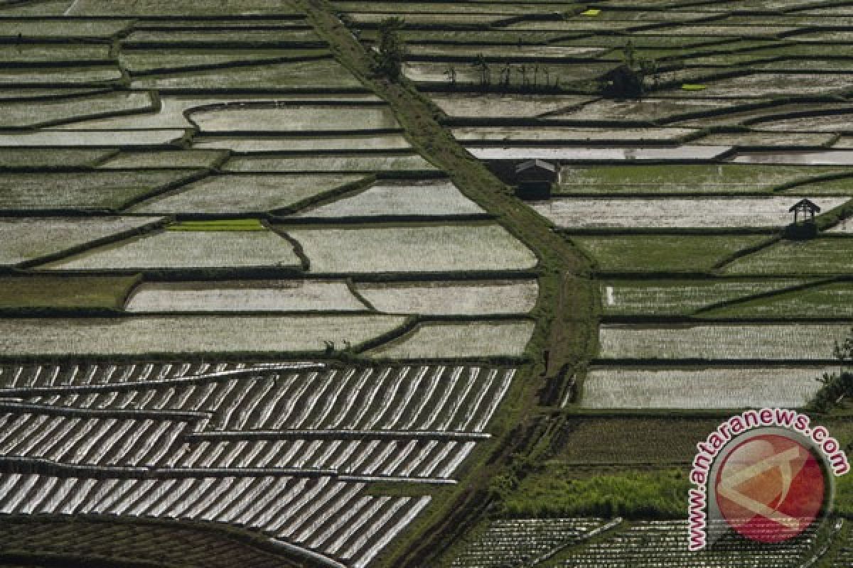 Tujuh daerah di Indonesia defisit beras
