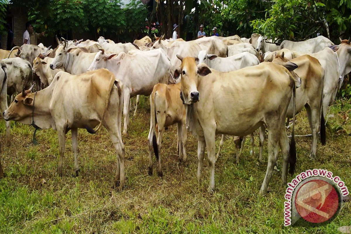 Populasi sapi Bangka Selatan bertambah 300 ekor