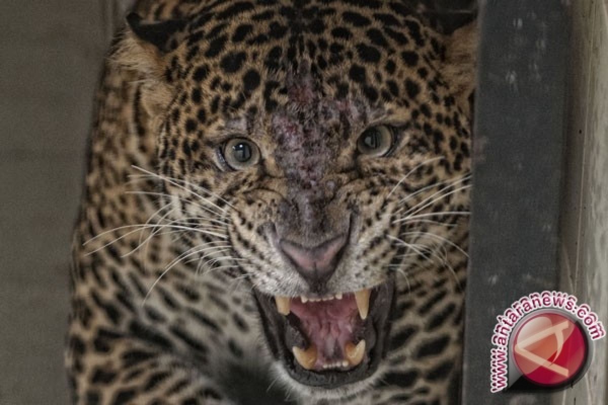 BKSDA Jateng Selamatkan Macan Tutul di Cilacap