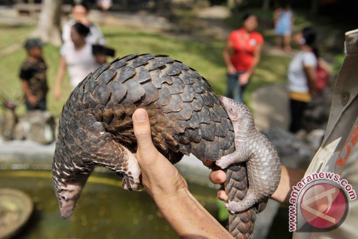 Bea Cukai Juanda musnahkan 1.390 kg daging trenggiling