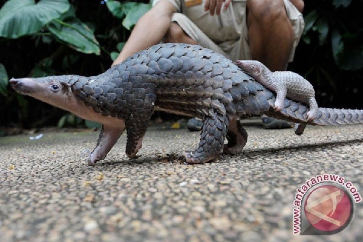 Tiga spesies di Bangka barat terancam punah