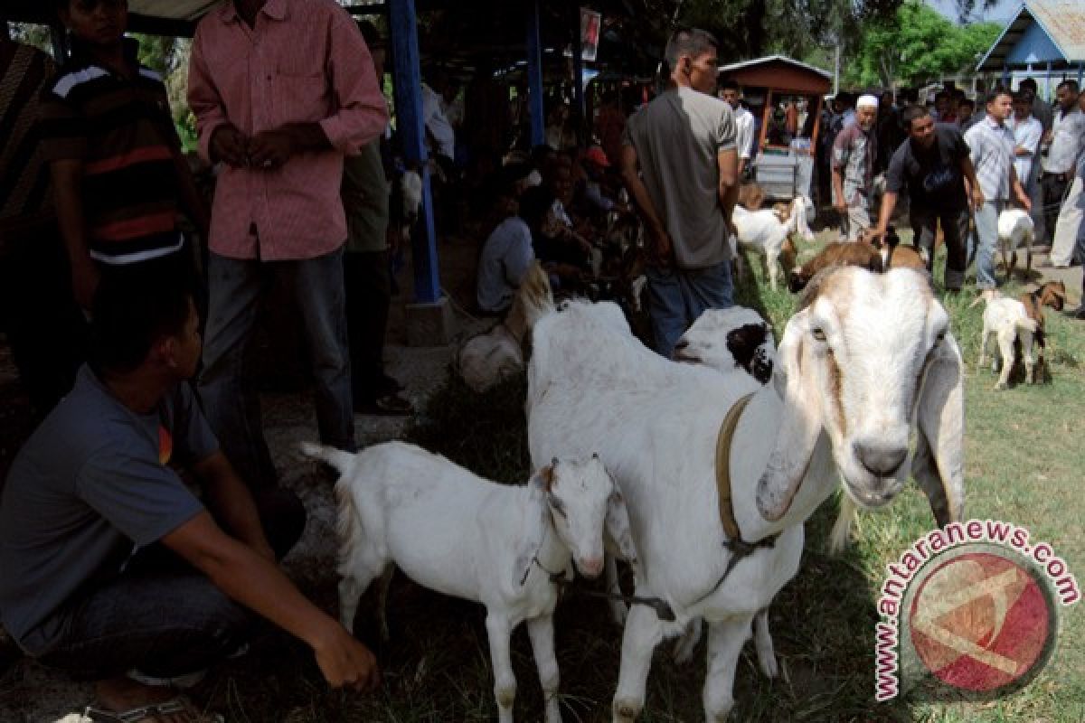 Peternak Aceh Barat rugi akibat ada kebijakan impor