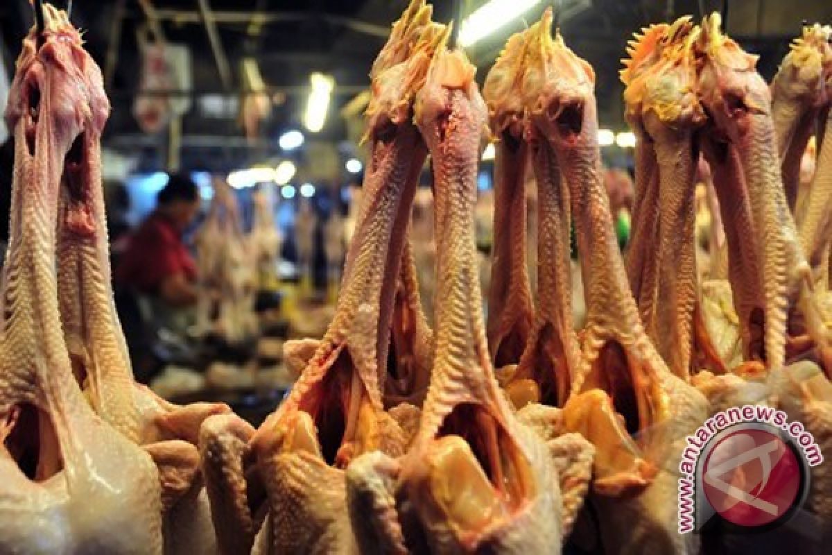 Tanah Laut chicken supplier center for Kalimantan