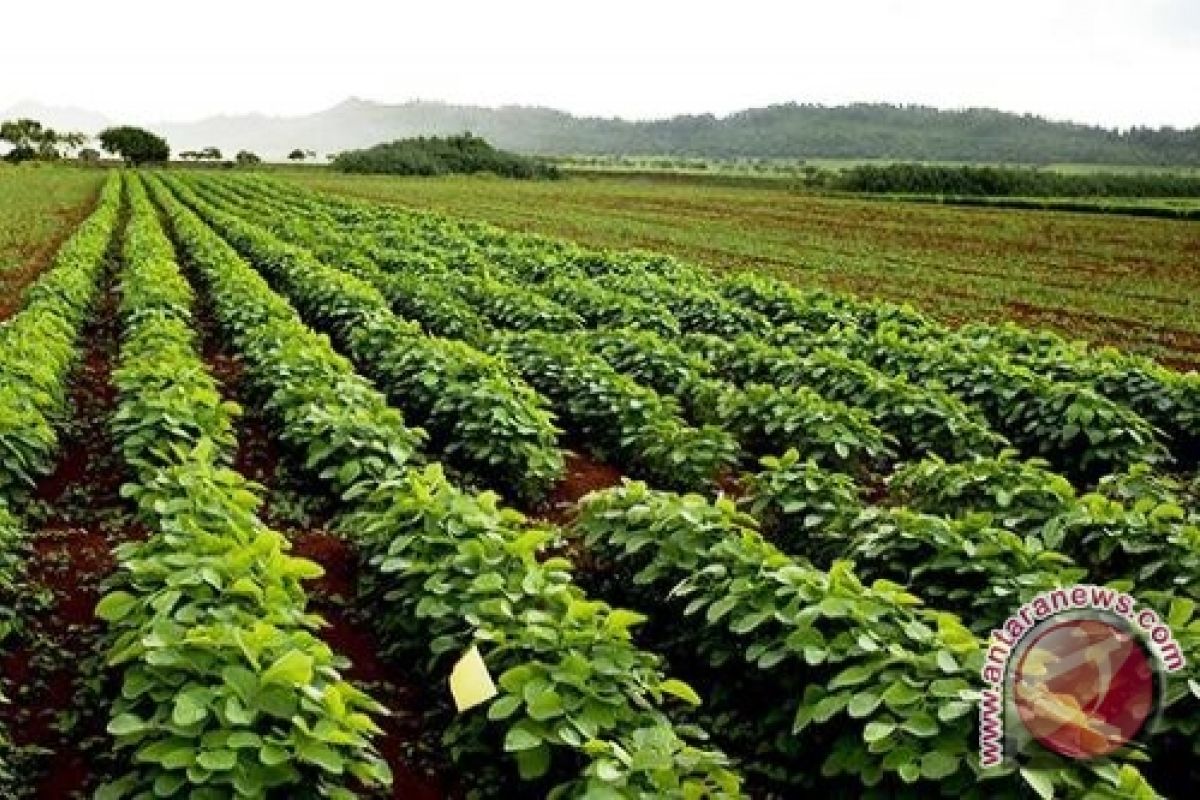 OKU Timur siapkan lahan kedelai 993 Ha