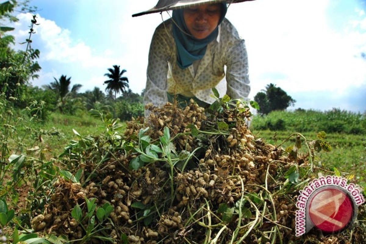 Pemkab Salurkan Tujuh Ton Bibit Kacang Tanah