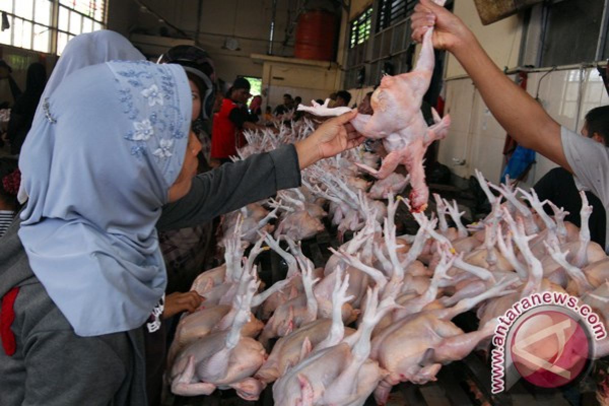 Harga ayam potong melonjak di Lhokseumawe