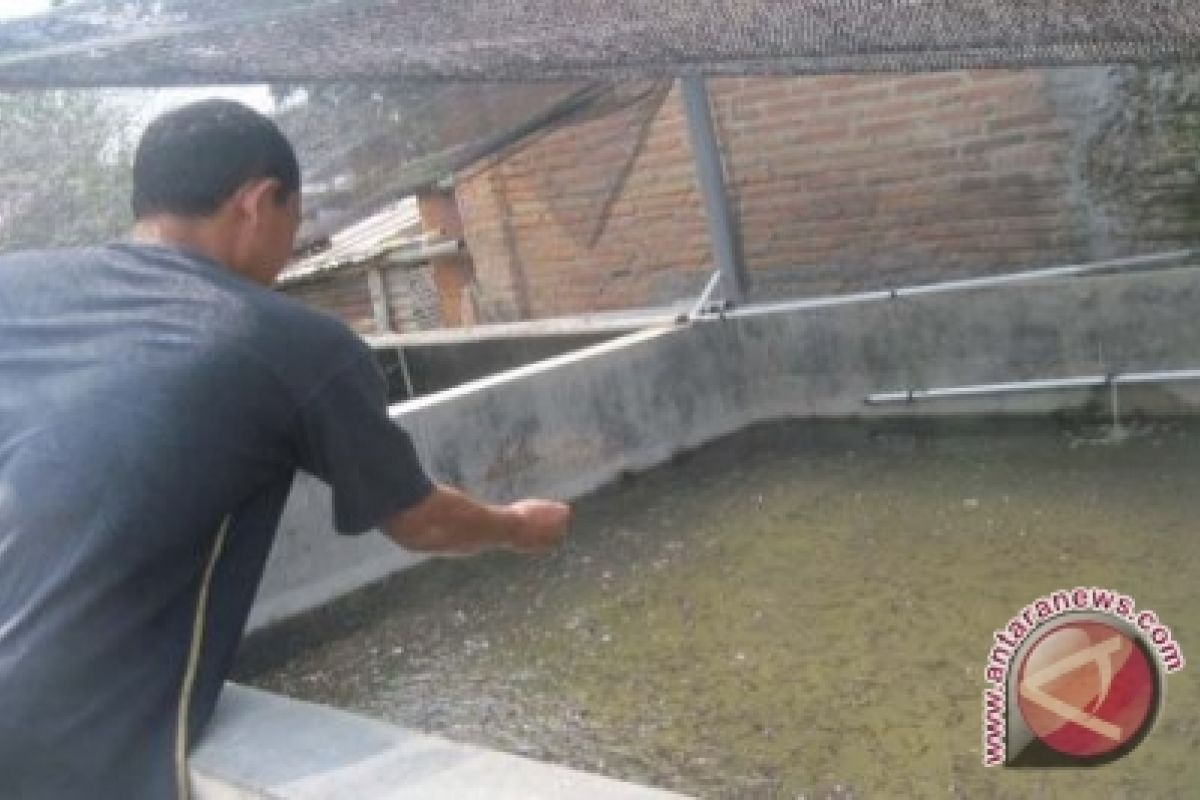 Permintaan Patin di BBIL Pangkalpinang Masih Nihil