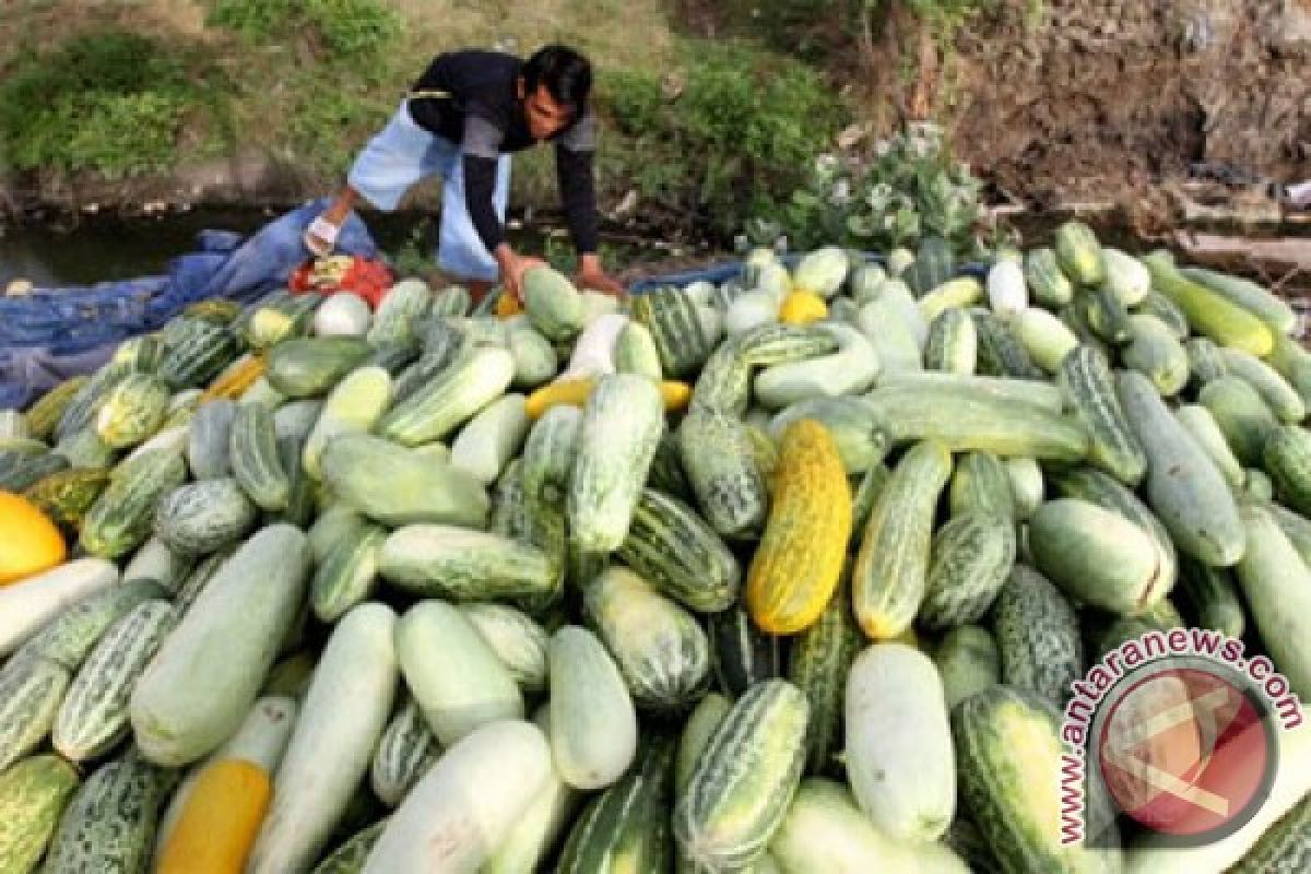 Permintaan buah timun suri mulai meningkat