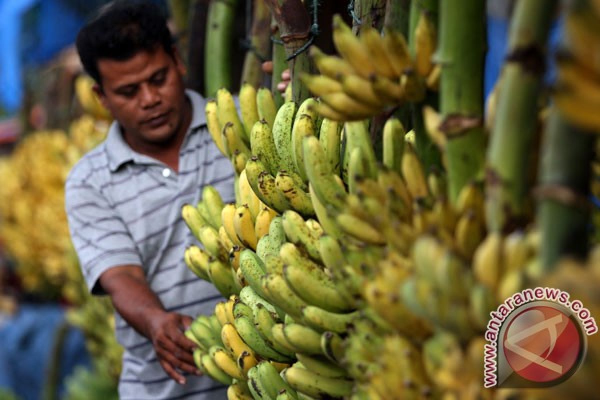 Kulit pisang bisa diolah jadi permen antihiperkolesterol