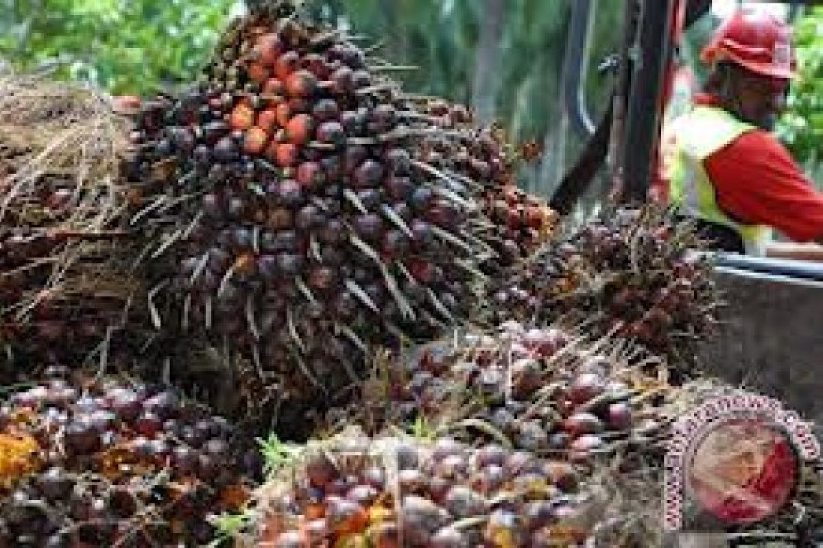 Harga CPO Jambi naik menjadi Rp6.675 per kilogram