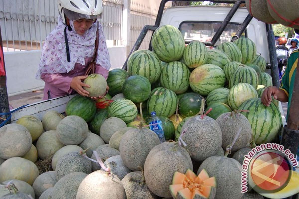 UGM kembangkan melon unggul bermedia abu vulkanik