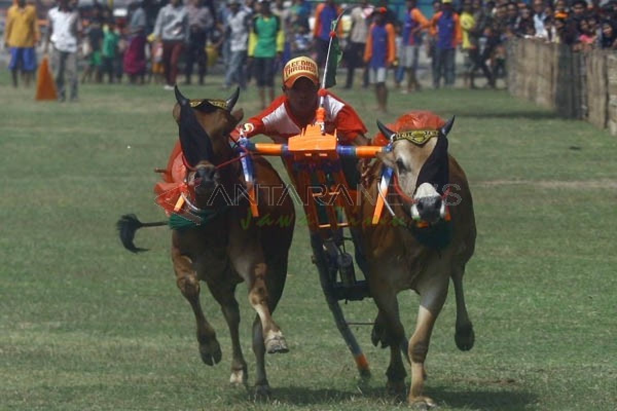 Karapan Sapi Piala Presiden di Madura 29 Oktober