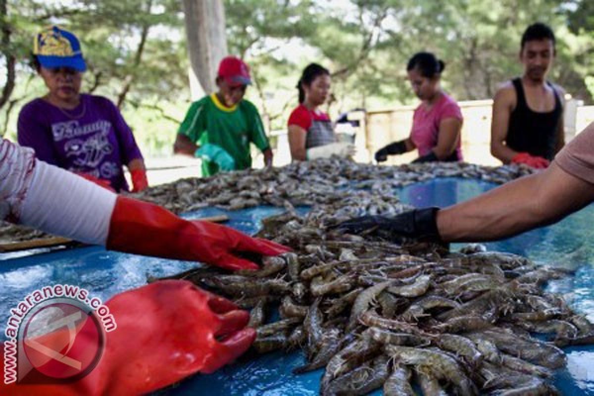 PSBM diharap kembalikan kejayaan industri udang Sulsel