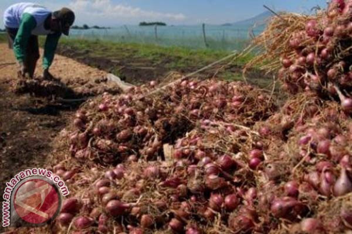 Harga Bawang di Gorontalo Utara Naik