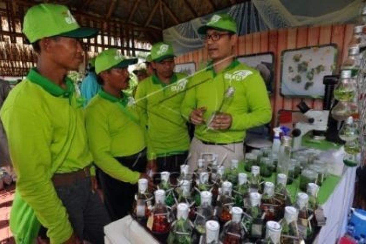 Petani Sayur Butuh Benih Unggul dan Networking