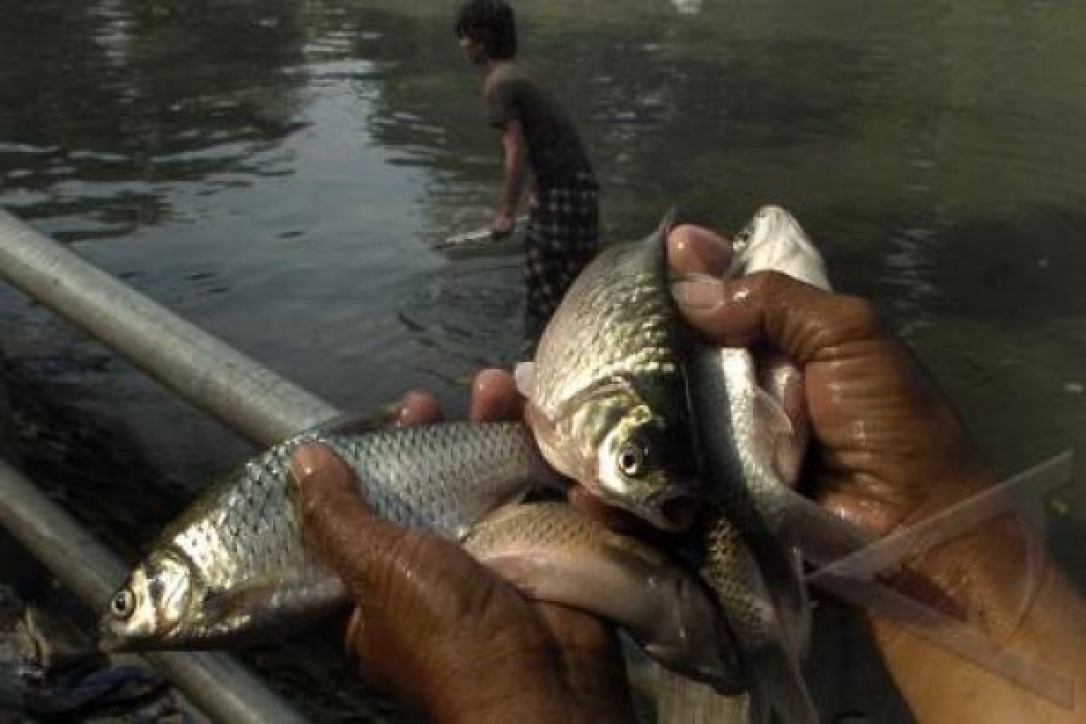 Gemar Makan Ikan Meningkatkan Produksi Ikan Di Bogor 