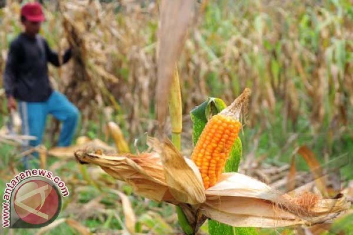 Pemprov Sulbar tingkatkan areal jagung 50.000 hektare 