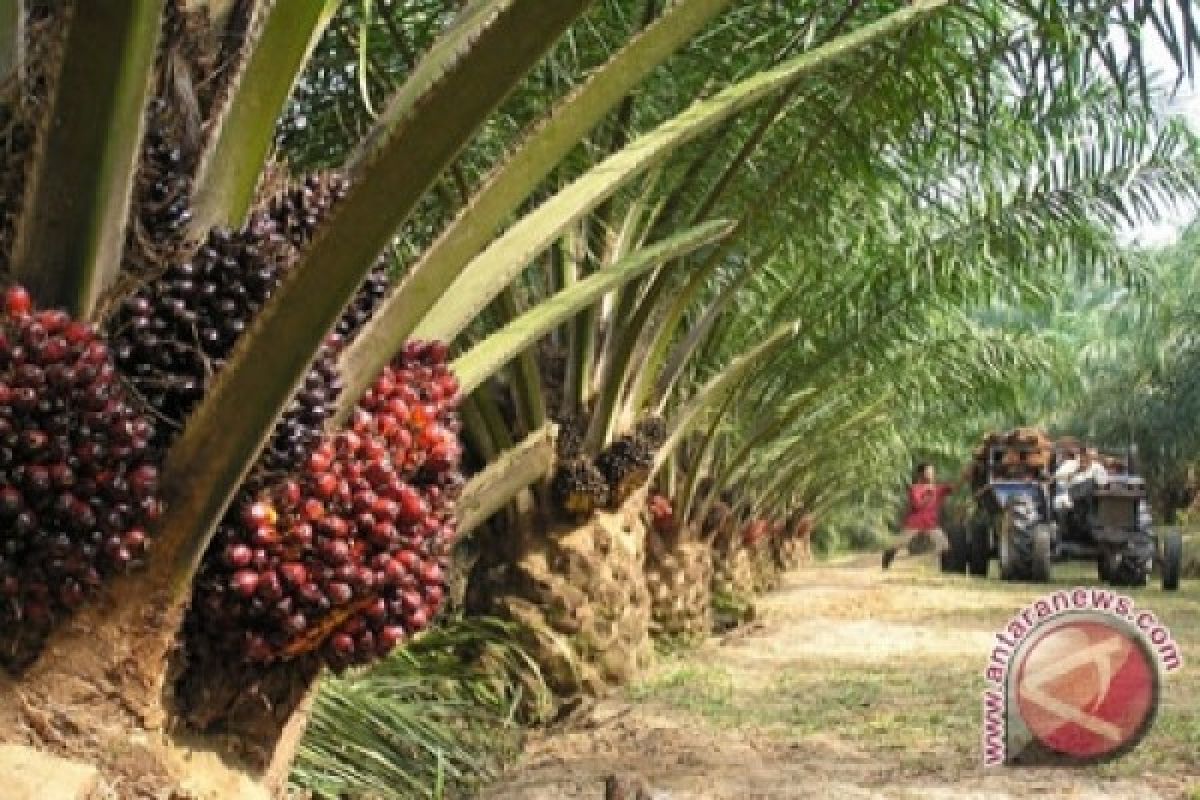 Orang Rimba Semakin Terasing Dari Hutan