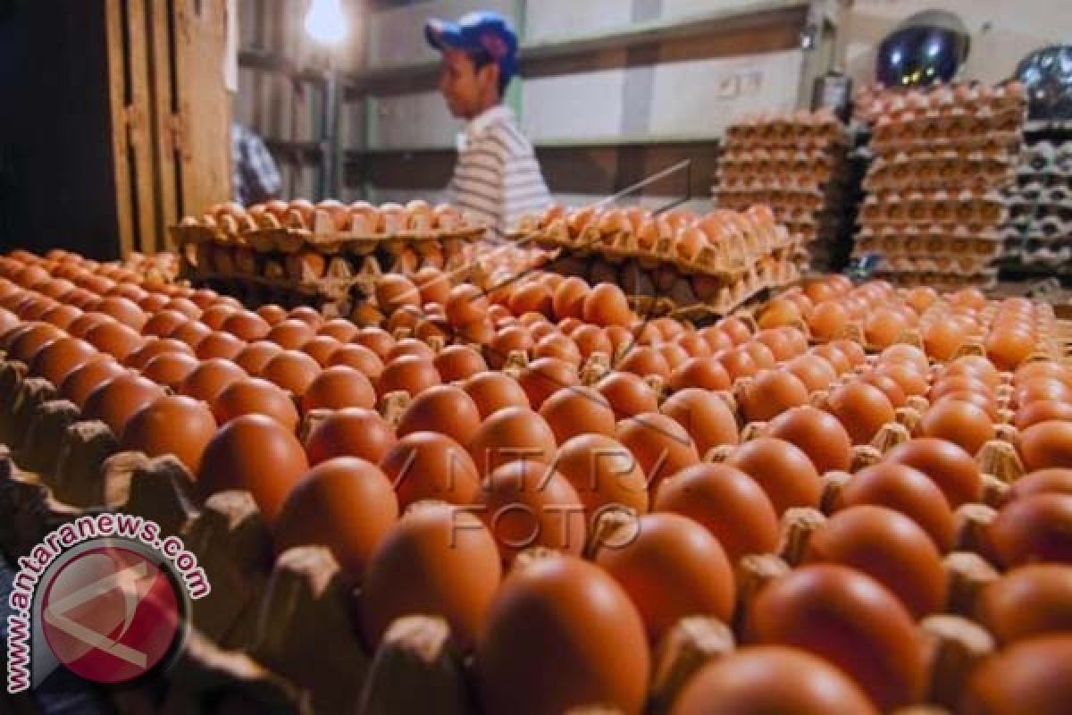 Harga telur ayam ras terus bergerak naik 