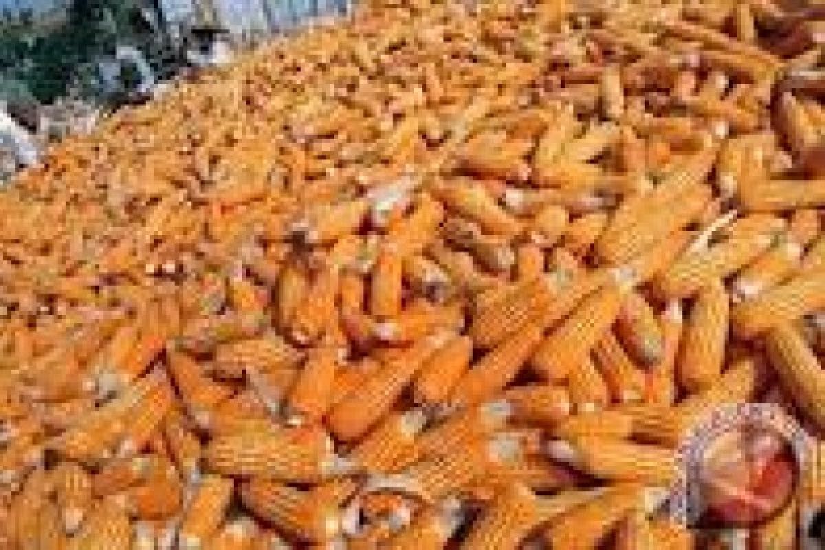 Produksi Jagung Pasaman Barat Menurun