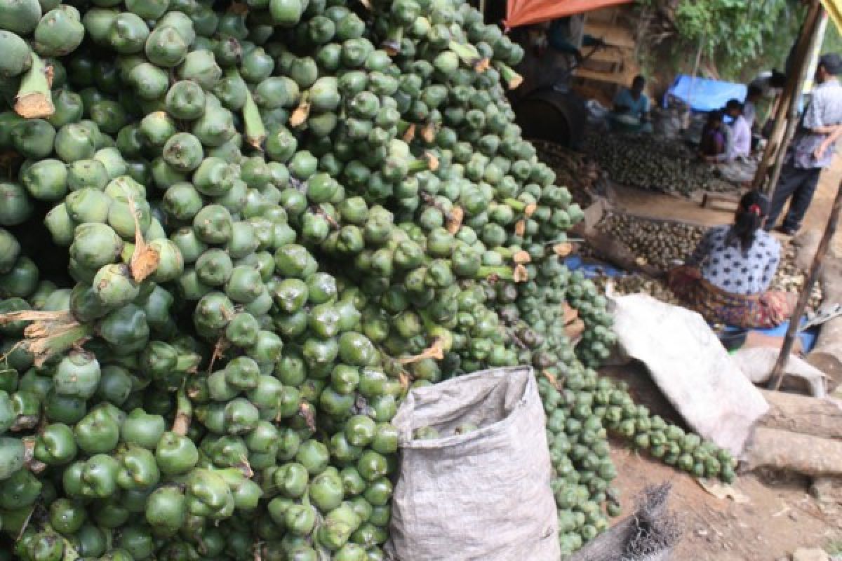 Sugar Palm Fruit Orders in West Pasaman Increased