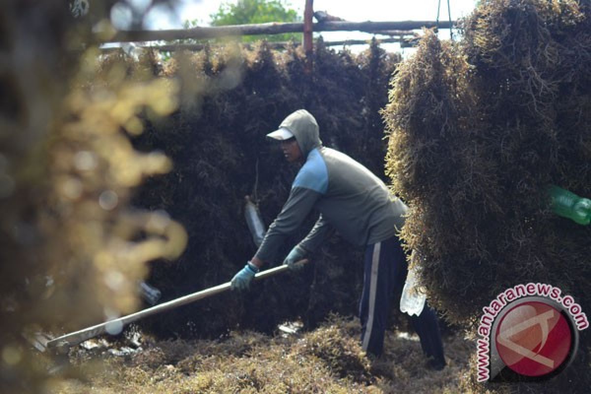 Peta jalan hilirisasi rumput laut bidik penyerapan 100 persen