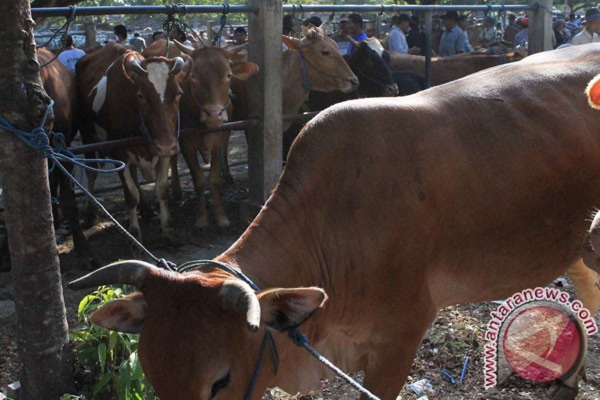 Indonesia dan Selandia Baru kerjasama daging sapi