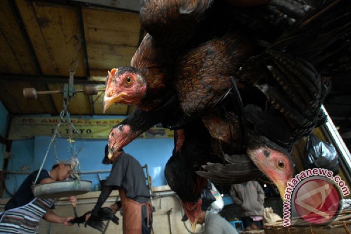Harga ayam kampung sampai Rp150 ribu/ekor di Gorontalo